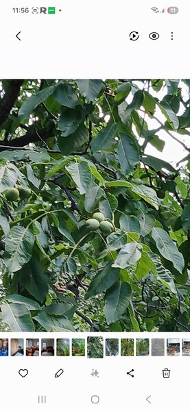 Bozioru, Gavanele, jud. Buzau