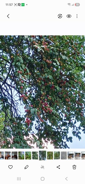 Bozioru, Gavanele, jud. Buzau